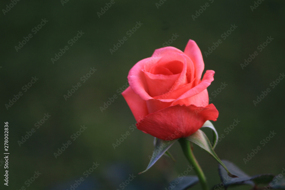 Colorful flowers of the season are always beautiful Colorful flowers of the season are always beautiful