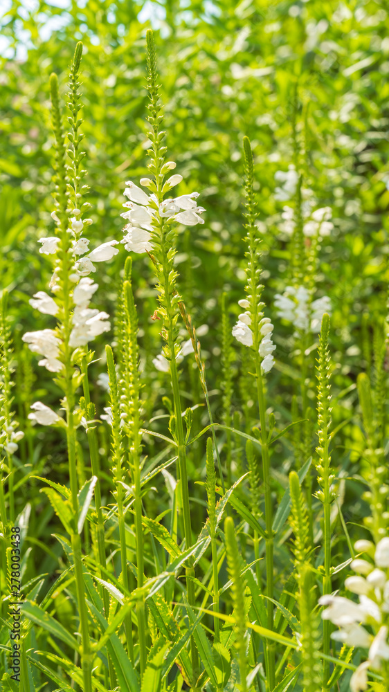 Flowers grow in a flower bed in the garden Flowers grow in a flower bed in the garden
