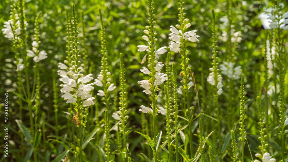 Flowers grow in a flower bed in the garden 