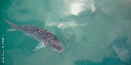 Snapper in Gulf Harbour, Auckland, New Zealand