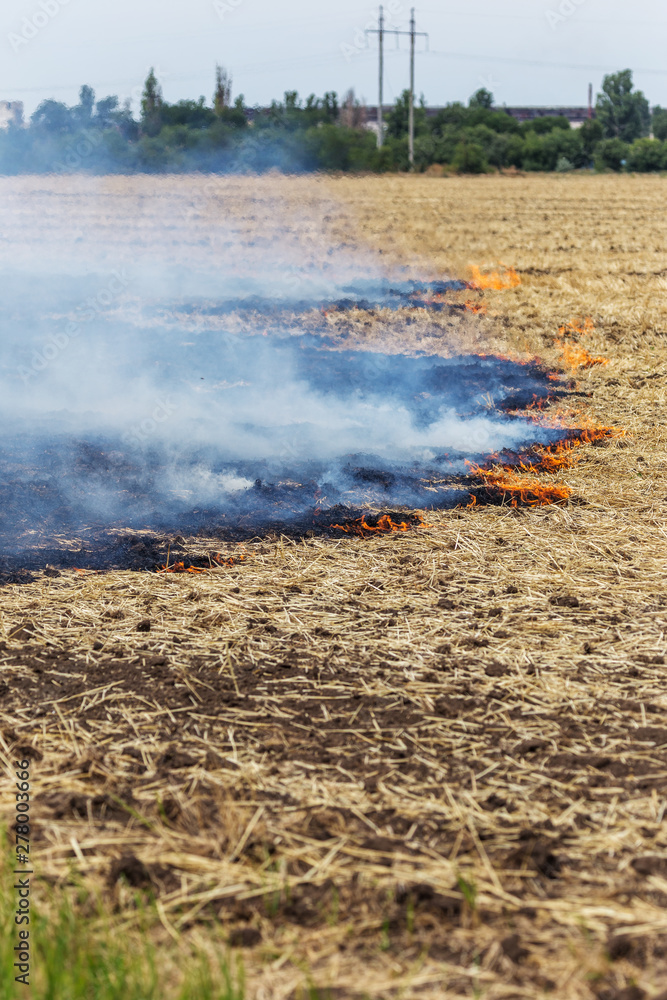 Forest and steppe fires dry completely destroy the fields and steppes during a severe drought. Disaster brings regular damage to nature and economy of region. Lights field with the harvest of wheat