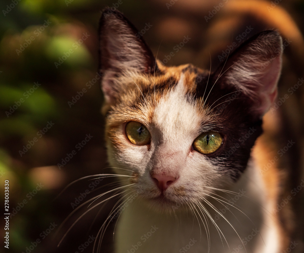 domestic cat stands in thickets of grass, pets