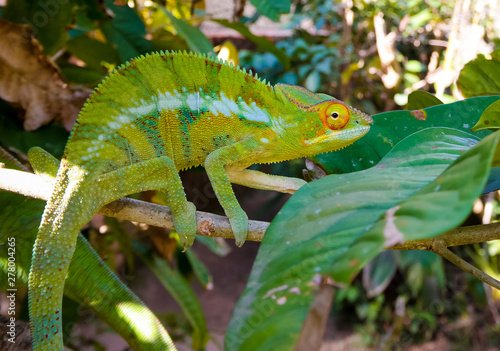 portrait of panther chameleon aka Furcifer pardalis in Andasibe-Mantadia National Park  Madagascar