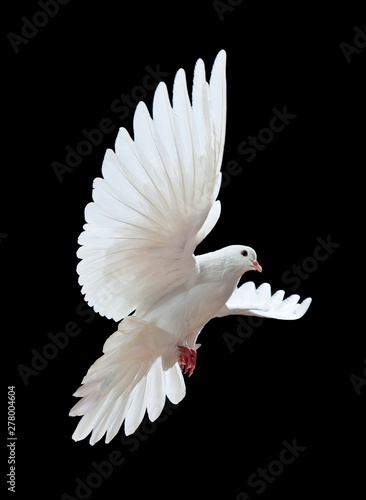 Photographie Flying white doves on a black background