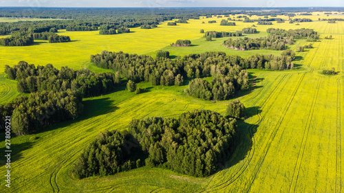 Aerial view. Amazing view of clusters of green trees, among blooming rapeseed field, on bright summer day