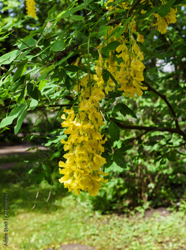 Cassia fistula blooming tree  covered with yellow flowers like a golden rain.