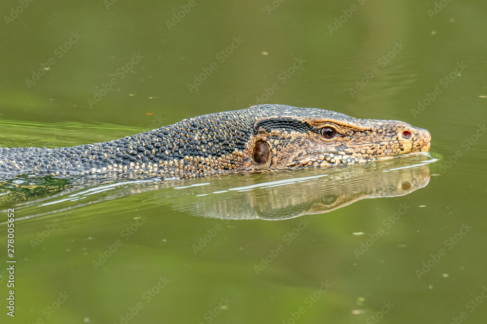 Obraz premium Asian water monitor lizard swimming in river