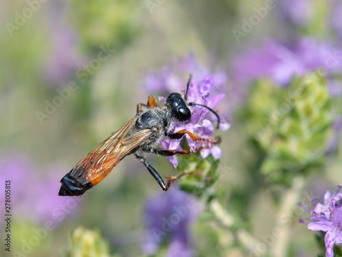 Sphex funerarius, the golden digger wasp, is a species of digger wasp belonging to the family Sphecidae, Greece photo