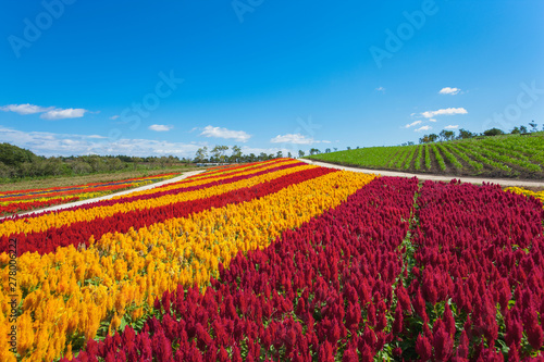 ケイトウの花畑