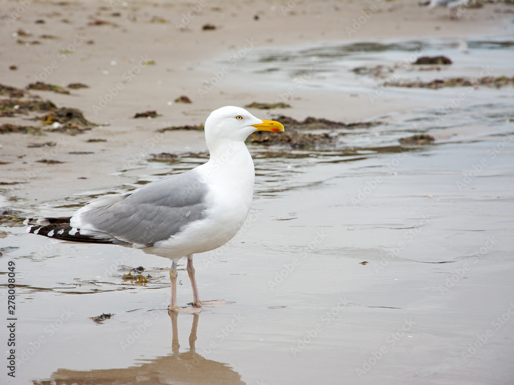 Fototapeta premium Silbermöwe, Laridae, am Strand