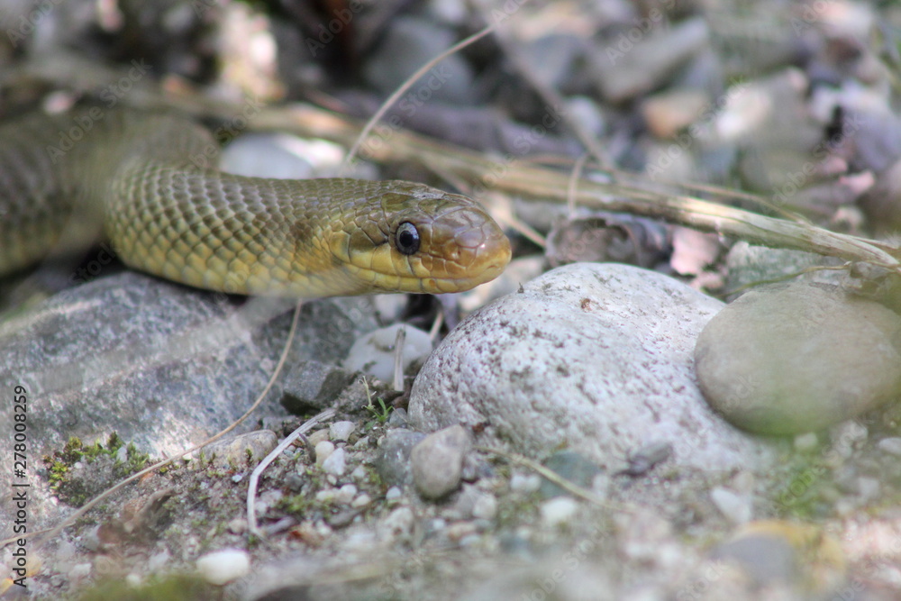 Äskulapnatter in freier Wildbahn Äskulapnatter in freier Wildbahn