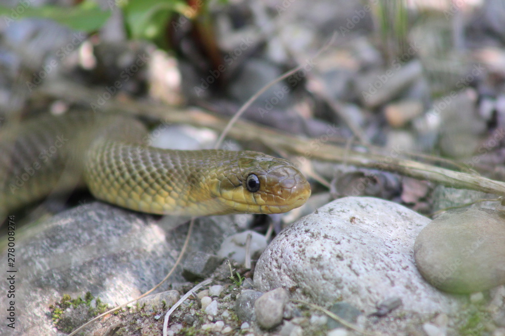 Obraz premium Äskulapnatter