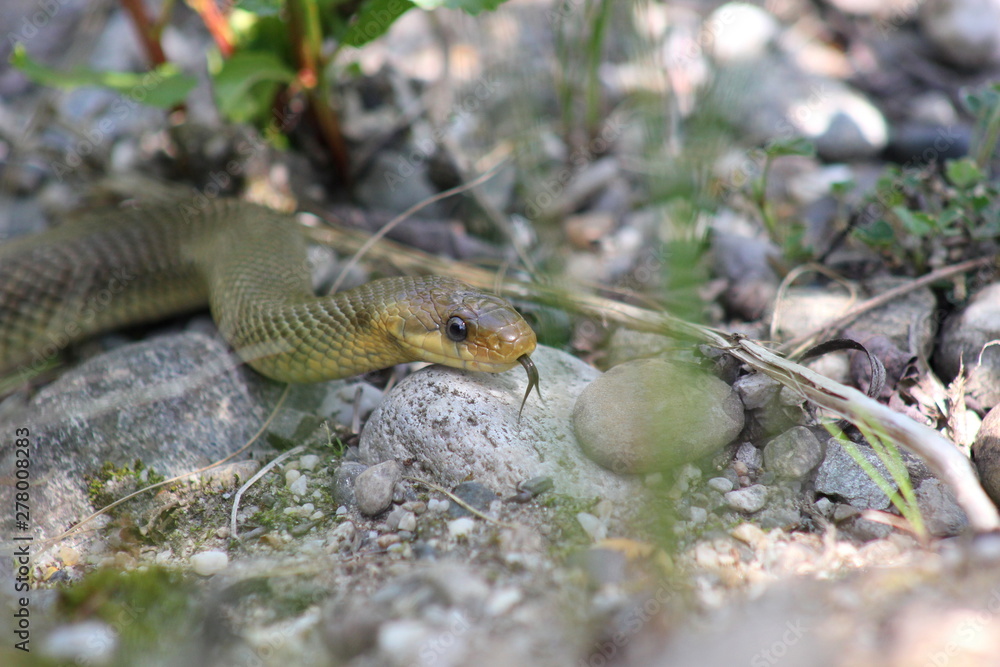 Obraz premium Eine Äskulapnatter züngelt (Zunge)