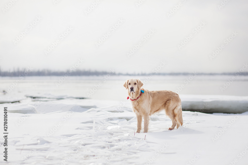 golden retriever dog in winter golden retriever dog in winter