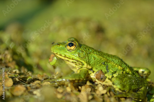 Green frog