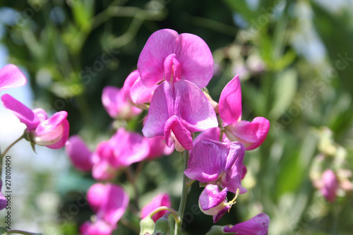 Sweet pea plant with bright pink flowers. Lathyrus odoratus in bloom on summer