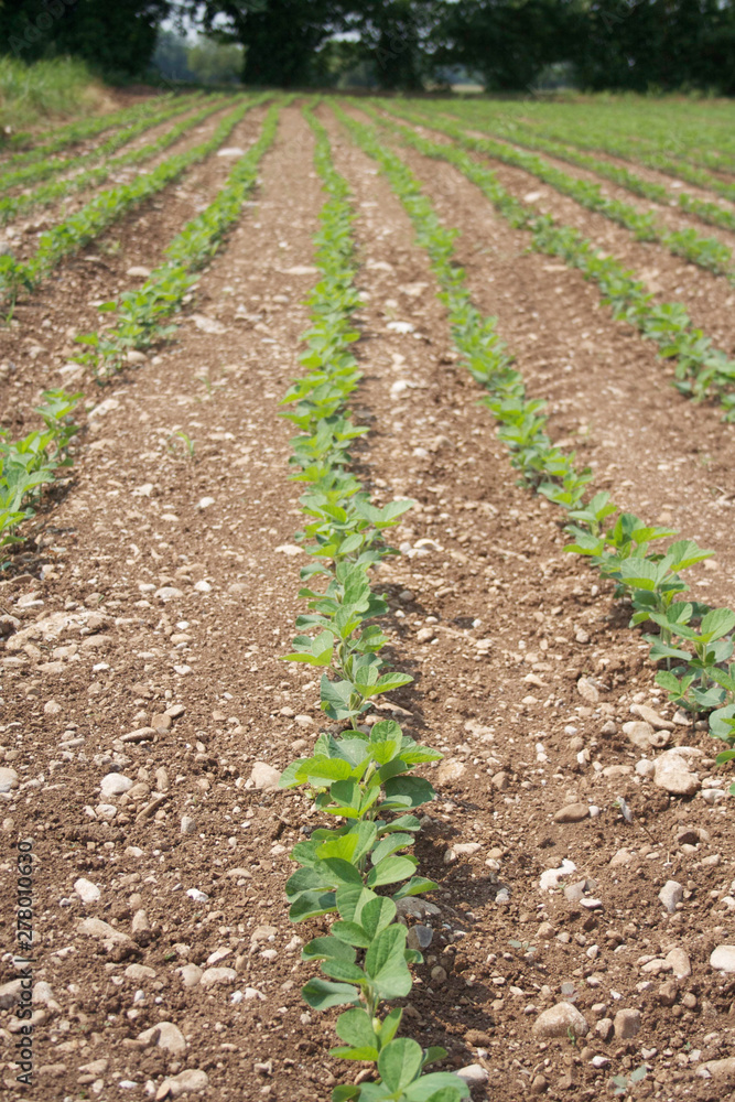 Green soybean plants in a row growing in the field . Agricultural field in summer on a sunny day Green soybean plants in a row growing in the field . Agricultural field in summer on a sunny day