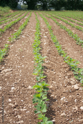Green soybean plants in a row growing in the field . Agricultural field in summer on a sunny day