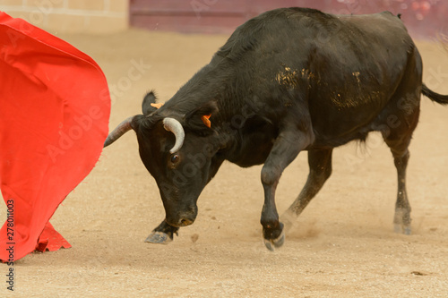 Obraz na płótnie Heifer during a bullfighting practice