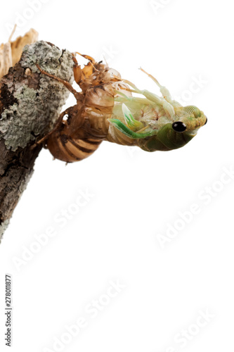 Cicada metamorphosis (lat. Cicadidae). This is the final molt of the cicada nymph as it emerges from the ground and turns into an adult insect. Isolated on white background. A series of 22 frames, 7