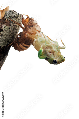 Cicada metamorphosis (lat. Cicadidae). This is the final molt of the cicada nymph as it emerges from the ground and turns into an adult insect. Isolated on white background. A series of 22 frames, 9