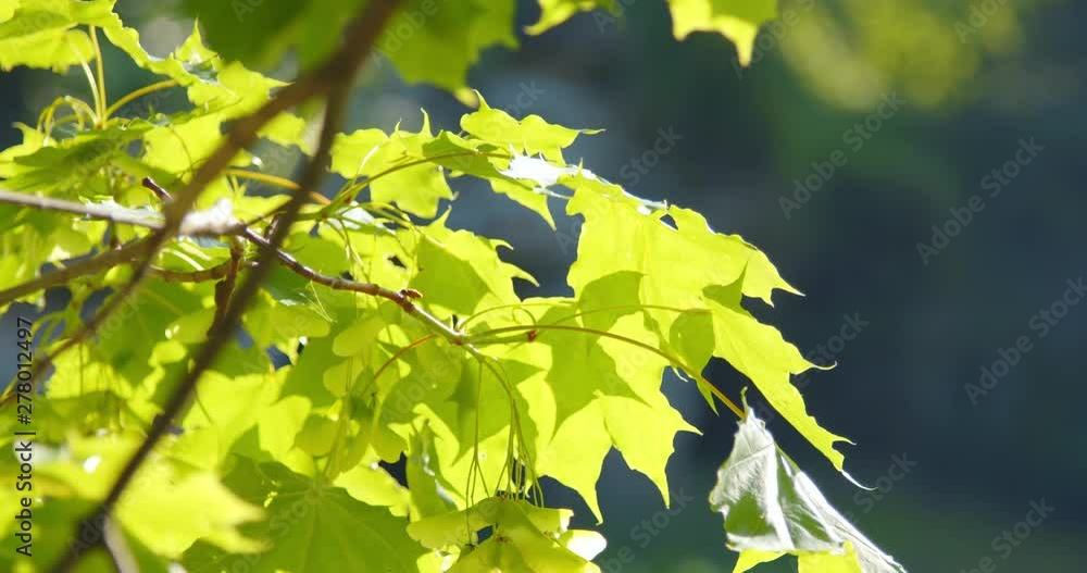 Dragonfly flying away from bright green maple tree leaves Dragonfly flying away from bright green maple tree leaves