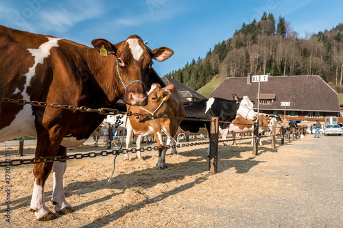 row of cows on a livestock show in Trub, Emmental
