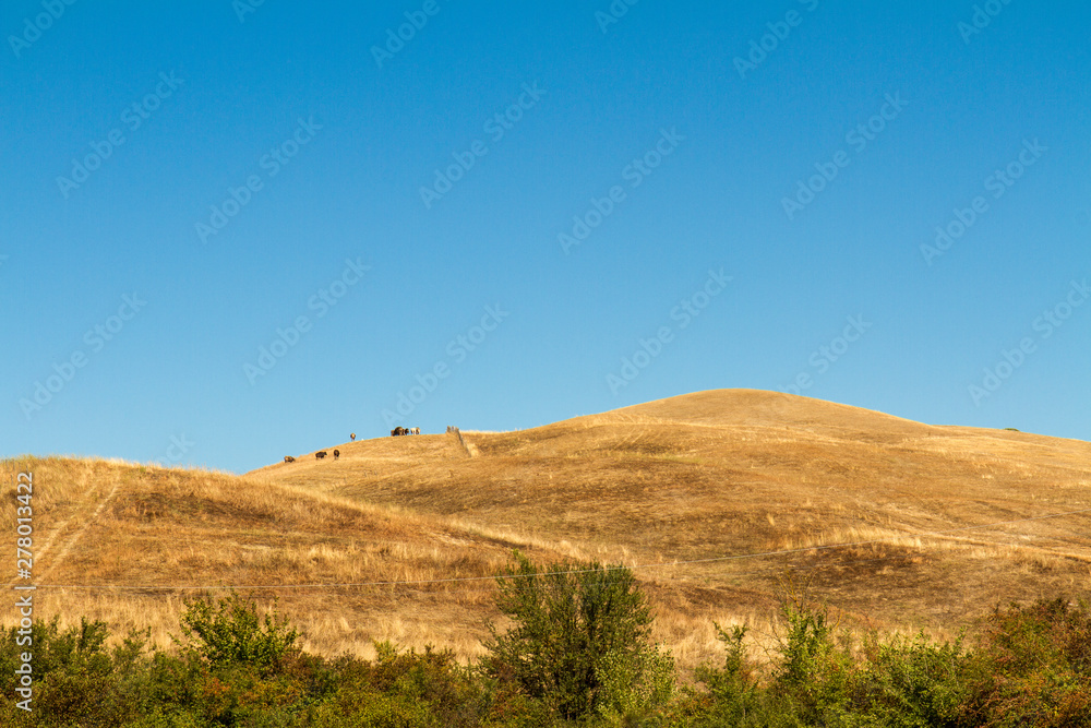 cattle grazing in Tuscan hills in Italy