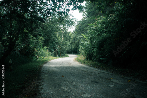 Roads and natural forests in the rainy season