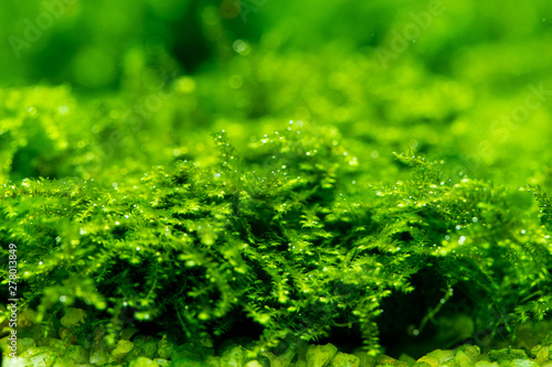 Close up of Mini pearl moss (Vesicularia sp.) Decoration plants for aquarium photo