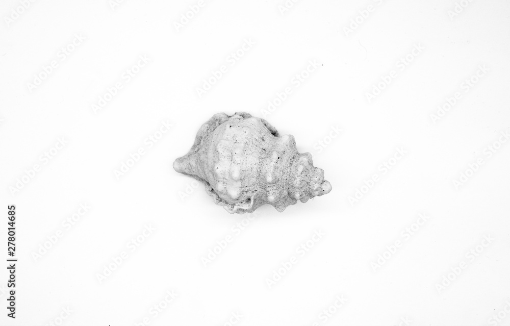 sea shell isolated on white background clipping path sea shell isolated on white background clipping path