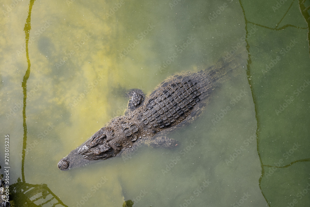 Crocodile in the swamp. Crocodile in the swamp.