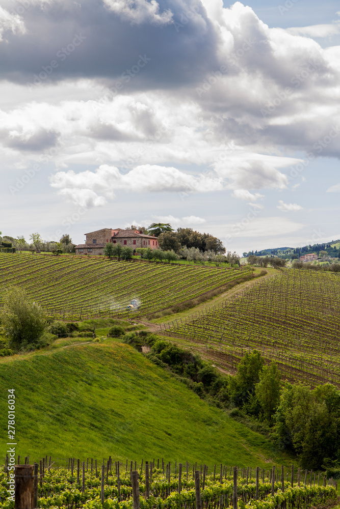 Tuscany the land of wine: rows of Italian wine vines
