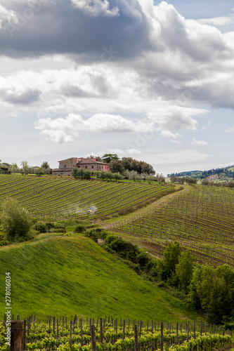 Tuscany the land of wine  rows of Italian wine vines