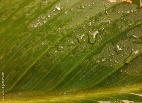 Dark green leaves with water drops after rain