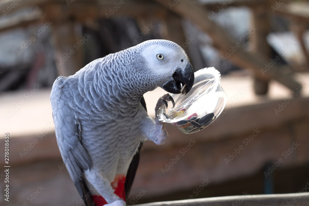 Fototapeta premium Gray parrot that is fun to eat