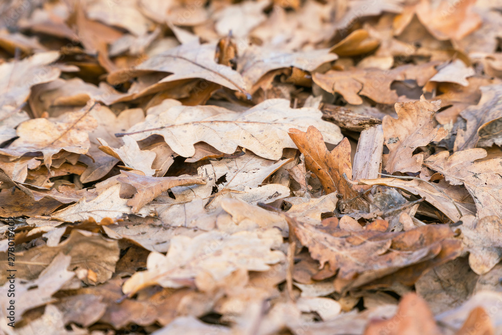 Dry fallen oak leaves on the ground. Selective focus Dry fallen oak leaves on the ground. Selective focus