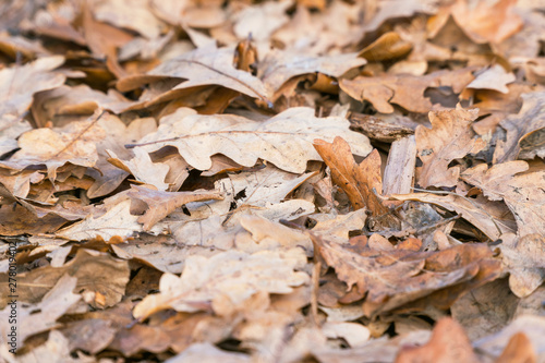 Dry fallen oak leaves on the ground. Selective focus