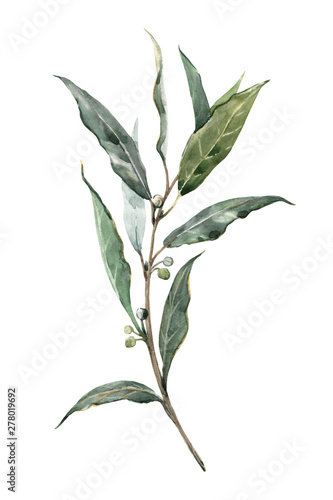 Bild auf Leinwand Watercolor laurel bay leaf