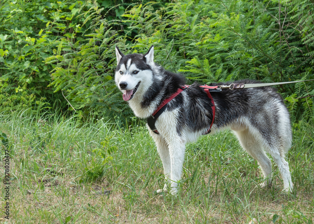 young Siberian husky on  leash, classic portrait of  dog training in nature  with open mouth