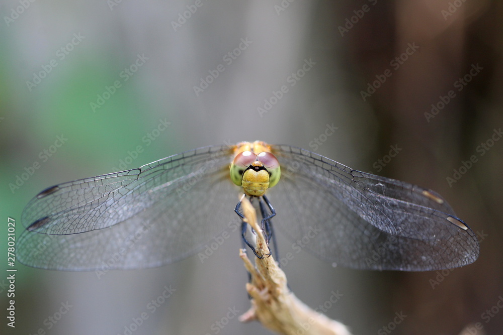 Libellule demoiselle Libellule demoiselle