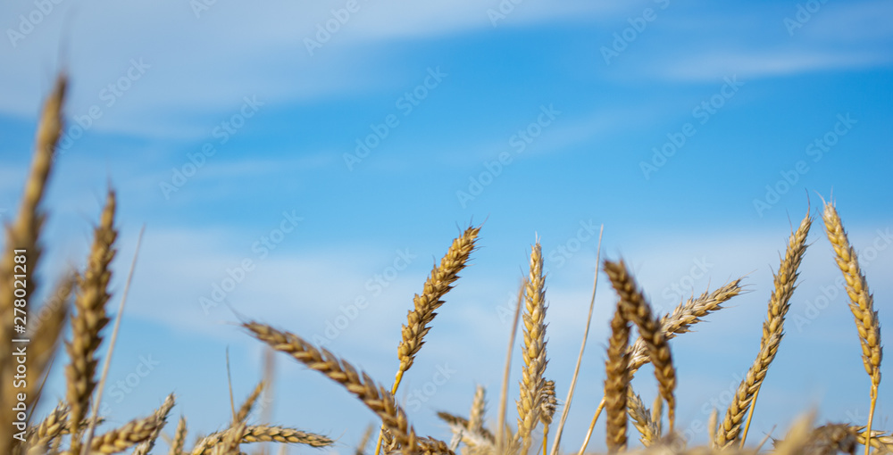 Golden wheat field and Sunny day, background ripening ears of yellow wheat field and blue sky, close-up, the idea of a rich harvest, farming business Golden wheat field and Sunny day, background ripening ears of yellow wheat field and blue sky, close-up, the idea of a rich harvest, farming business