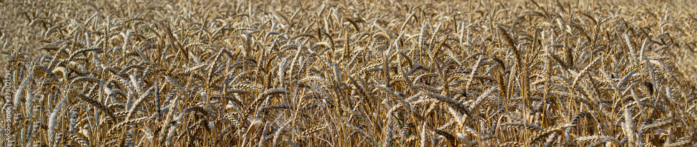 Fototapeta premium Golden wheat field and Sunny day, background ripening ears of yellow wheat field and blue sky, close-up, the idea of a rich harvest, farming business. Long format.