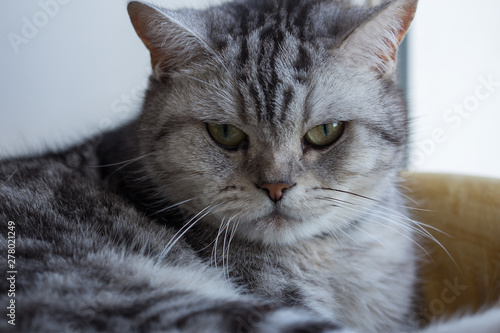 Macro photo of a British cat. Yellow eyes and plush gray wool © lexashka