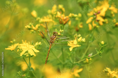 Close up of a Common Darter Dragonfly, Sympetrum striolatum, perched on pretty yellow wild flowers