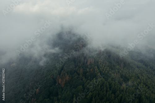 Wald Stimmung im Nebel 