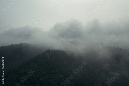 Wald Stimmung im Nebel 