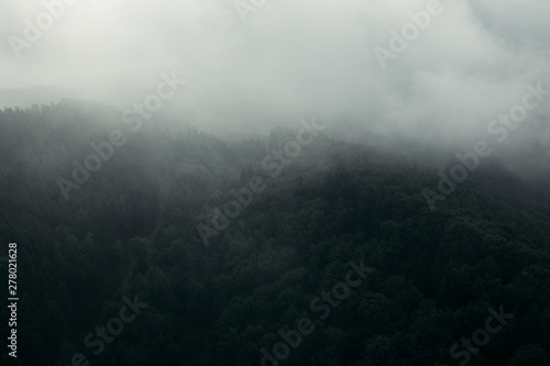 Wald Stimmung im Nebel 