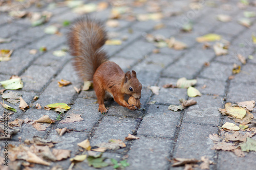 Amazing red squirrel holding and eating a nut