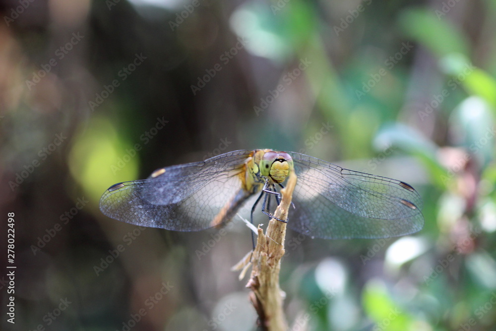 Libellule demoiselle Libellule demoiselle